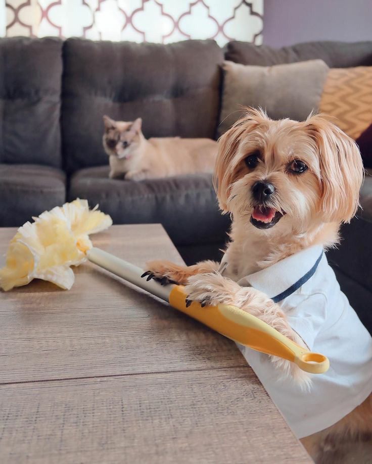 Fun & Clean Pet Care – Keeping Your Home Spotless with Pets
